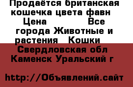 Продаётся британская кошечка цвета фавн › Цена ­ 10 000 - Все города Животные и растения » Кошки   . Свердловская обл.,Каменск-Уральский г.